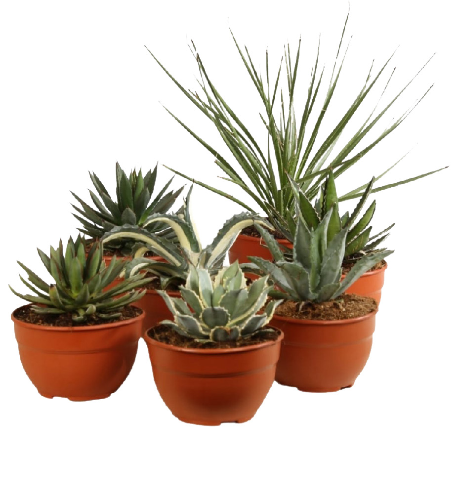 AGAVE MIX