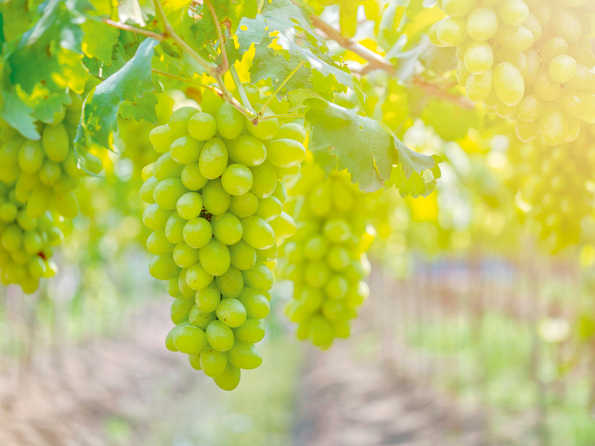 RAISIN BLANC SANS PÉPINS HVE