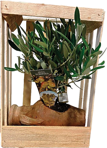 OLIVIER AMPHORE 
AVEC BOUTEILLE 
D'HUILE D'OLIVE