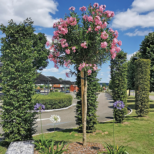 LAURIER ROSE TIGE