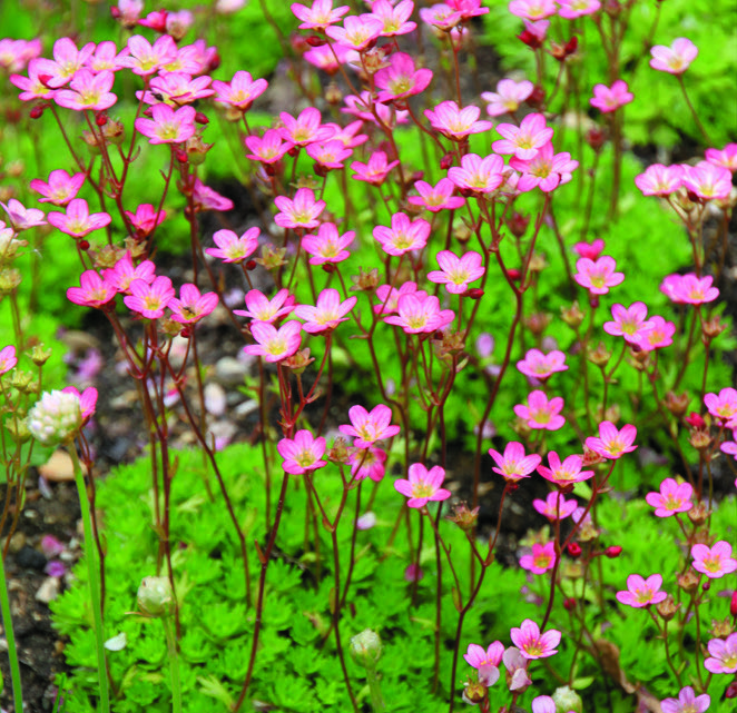 SAXIFRAGE