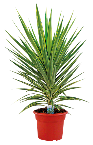 YUCCA JEWEL