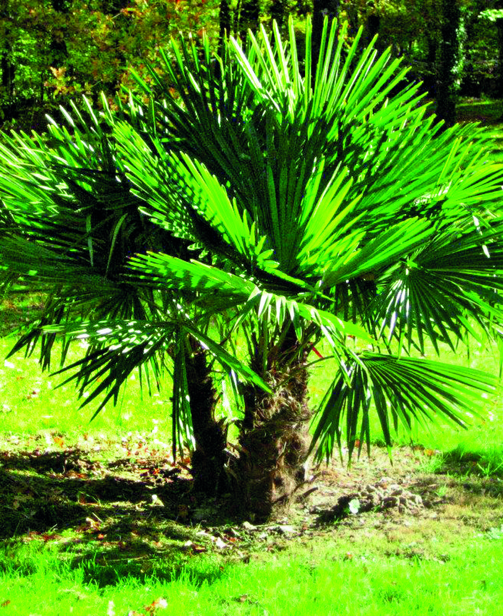 TRACHYCARPUS FORTUNEI MULTI-TRONCS