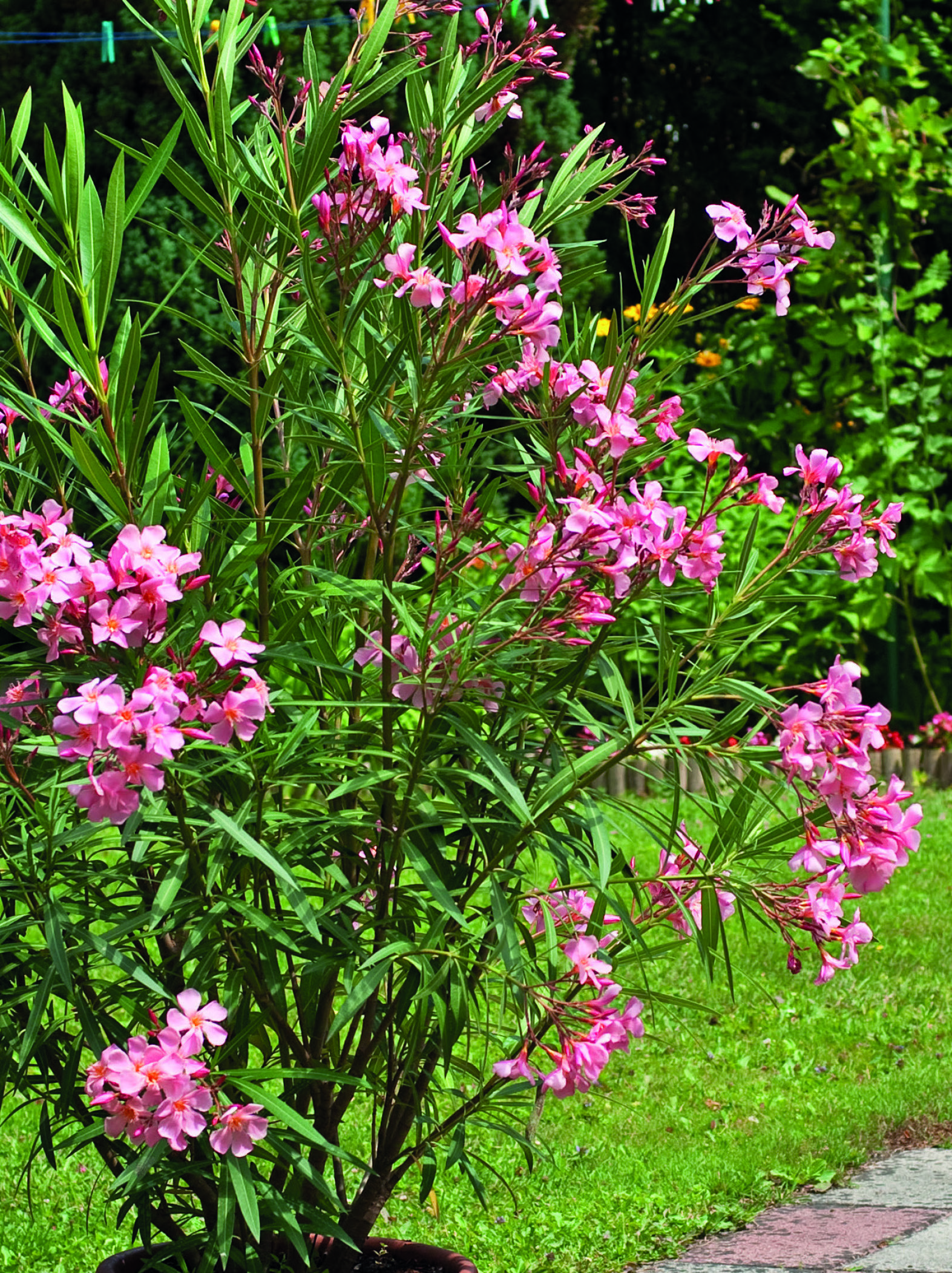 LES LAURIERS ROSES TRICOLORES
