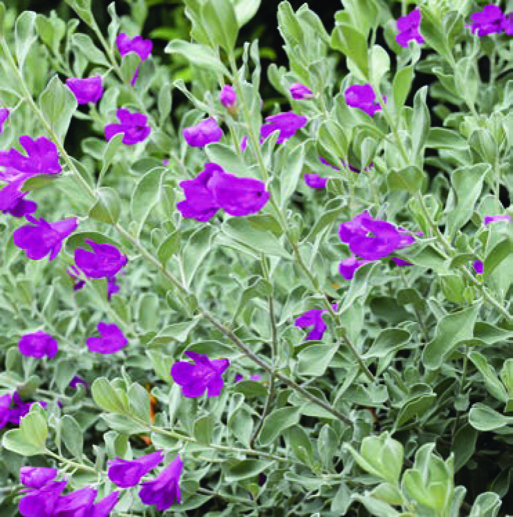 EREMOPHILA NIVEA