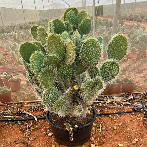 CACTUS COLLECTION