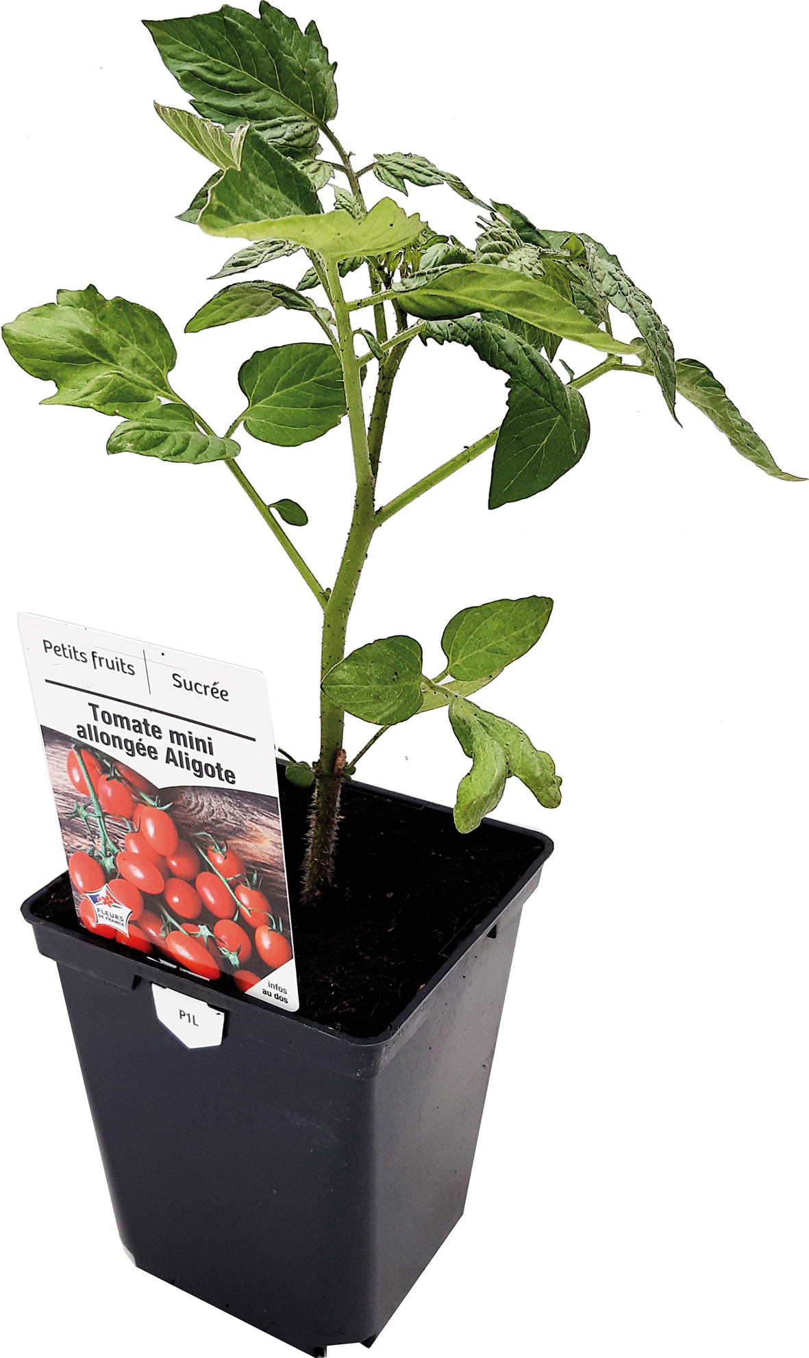 TOMATES