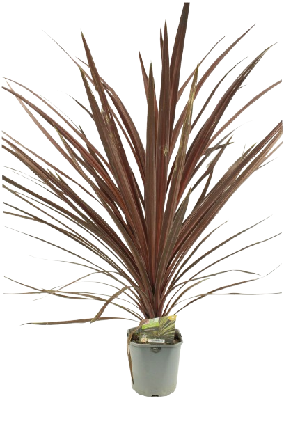 CORDYLINE