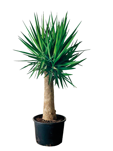 YUCCA ELEGANS PATA ELEFANTE