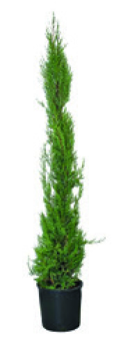 CYPRES CUPRESSUS SEMPERVIRENS