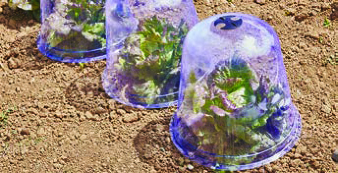 LOT DE 3 CLOCHES SEMIS