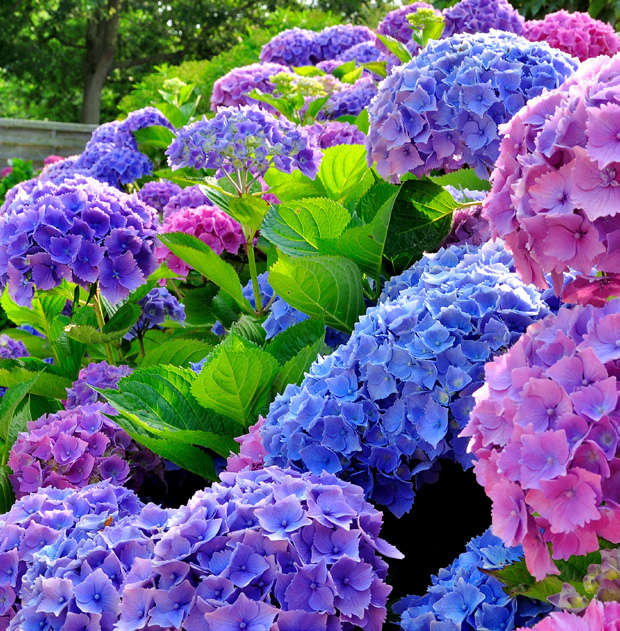 HORTENSIAS