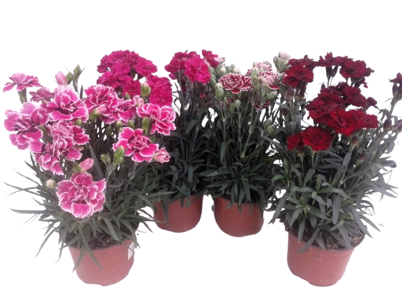 DIANTHUS