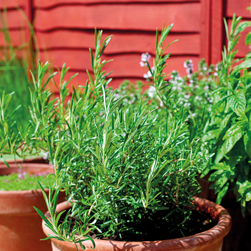 PLANTES AROMATIQUES