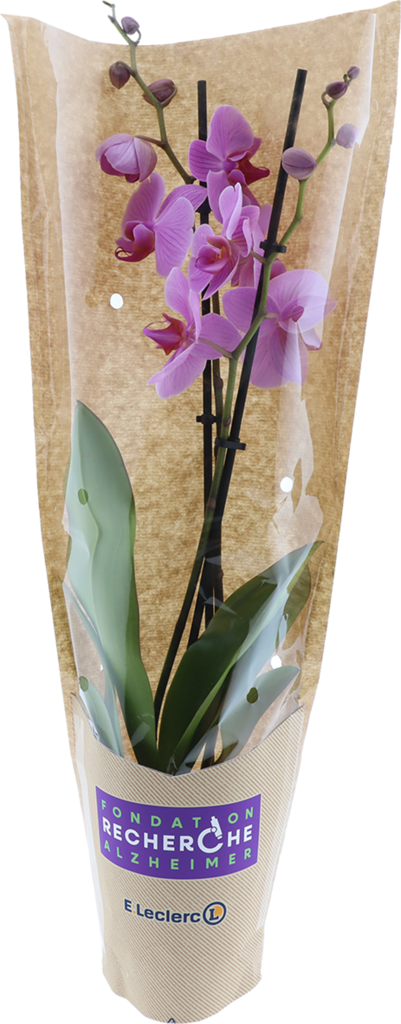 Orchidée pour la mémoire
Phalaenopsis 2 branches 
