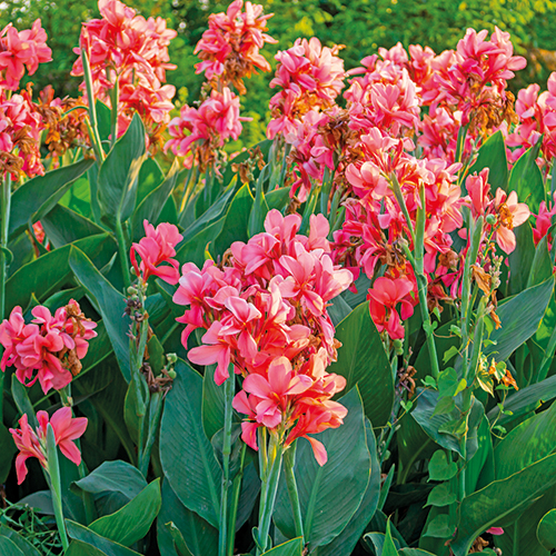 CANNA INDICA