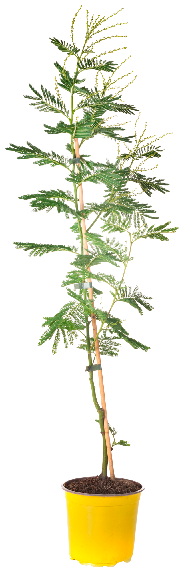 MIMOSA "ACACIA DEALBATA"