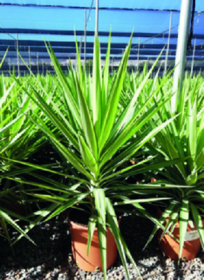YUCCA JEWEL VARIEGATA