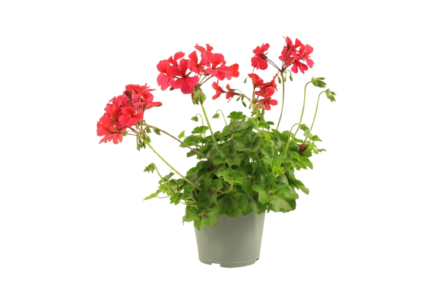 GÉRANIUM LIERRE DOUBLE "MARCADA"
