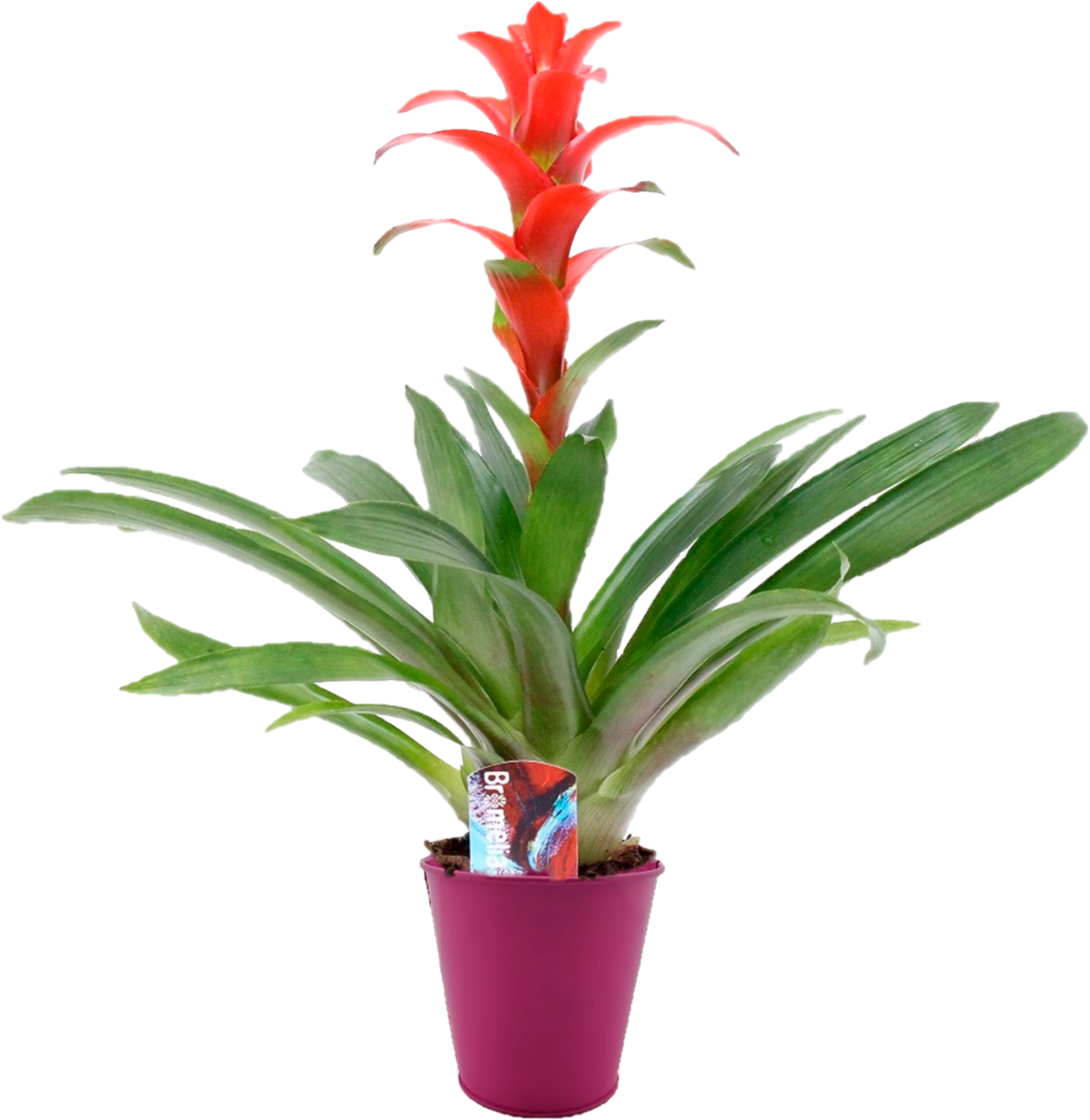 Bromelia avec cache pot zinc ton sur ton