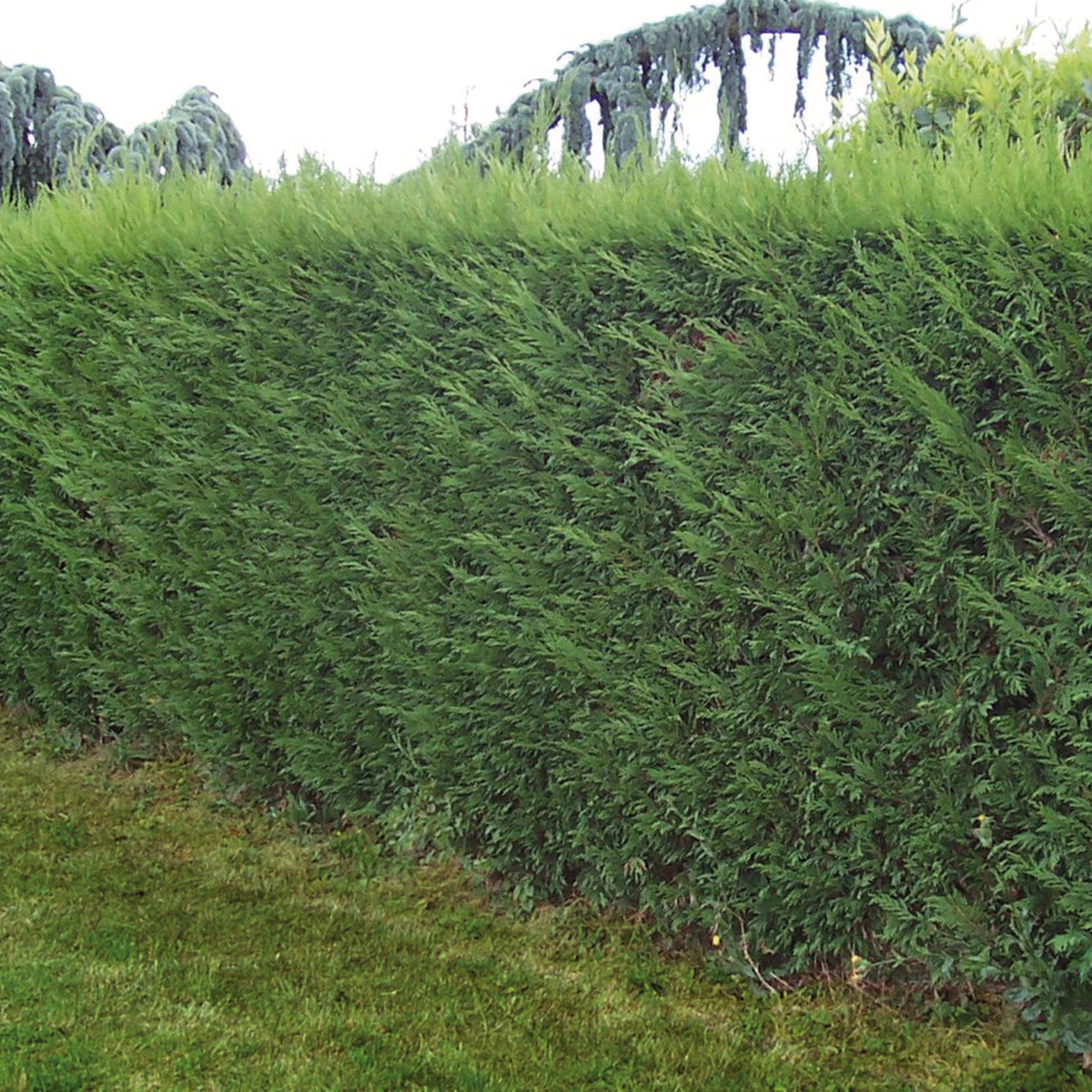 CYPRÈS DE LEYLAND "CUPRESSOCYPARIS LEYLANDII"