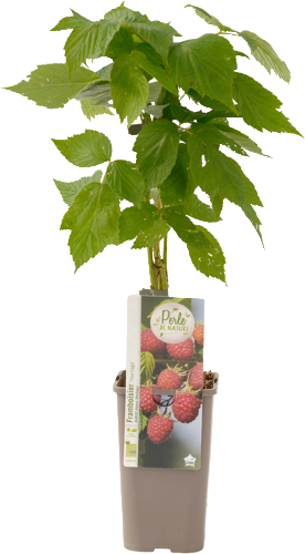 ARBUSTE FRUITIER PETITS FRUITS