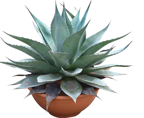 AGAVE ET OPUNTIAS MIXTES
