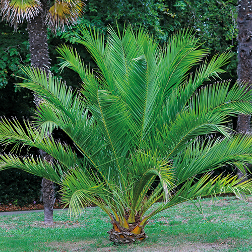 PALMIER PHOENIX CANARIENSIS
