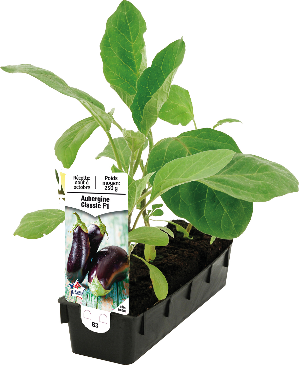 LÉGUMES