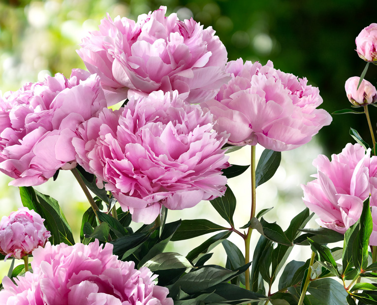 PIVOINES VARIÉES