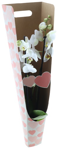 ORCHIDÉE PHALAENOPSIS 2 BRANCHES AVEC SAC CADEAU
