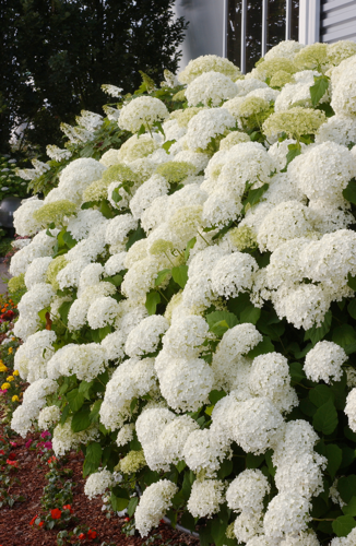 HORTENSIAS DE JARDIN