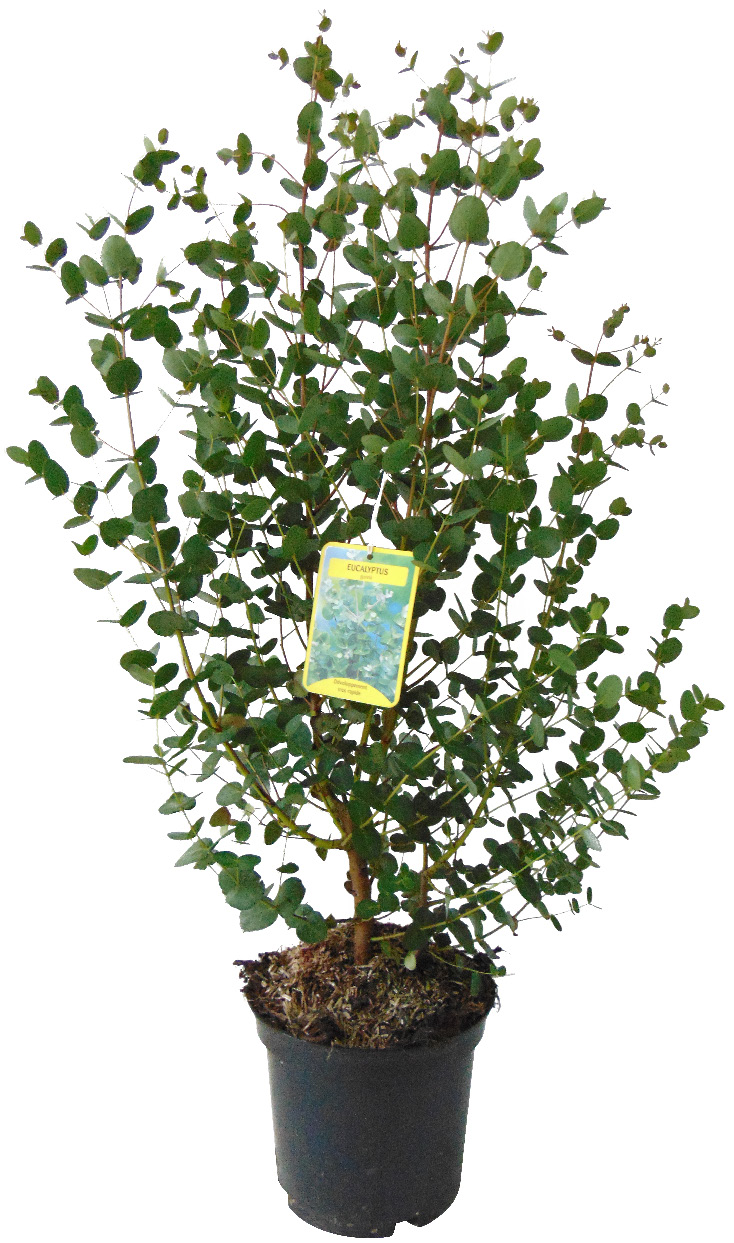 EUCALYPTUS