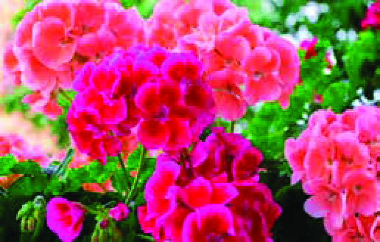 GERANIUM