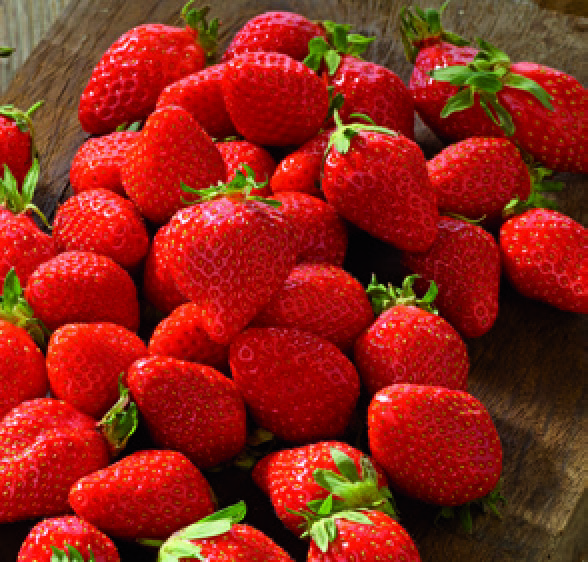 FRAISES ALLONGÉES FILIÈRE(11)