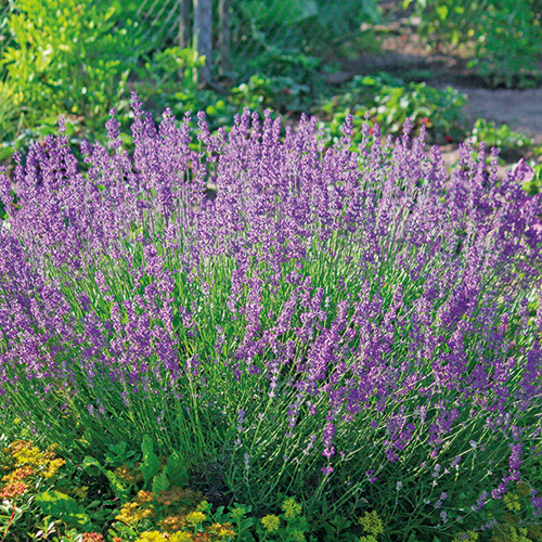 LAVANDE LAVANDULA