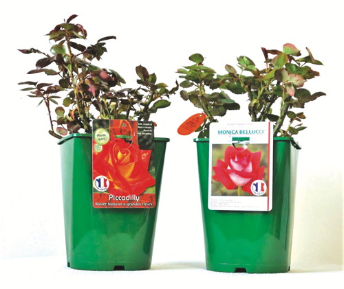 ROSIER BUISSON COLLECTION GÉNÉRALE
