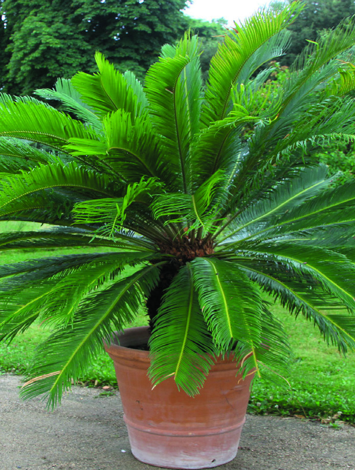 CYCAS REVOLUTA