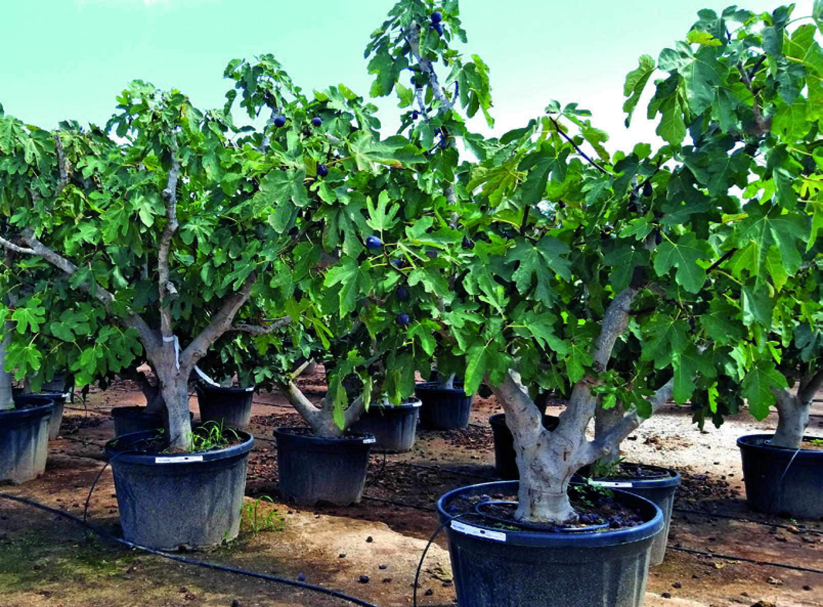 FIGUIER FICUS CARICA