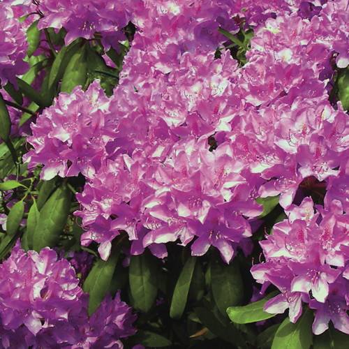 RHODODENDRON HYBRIDE