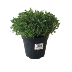 PLANTES ARÔMATIQUES