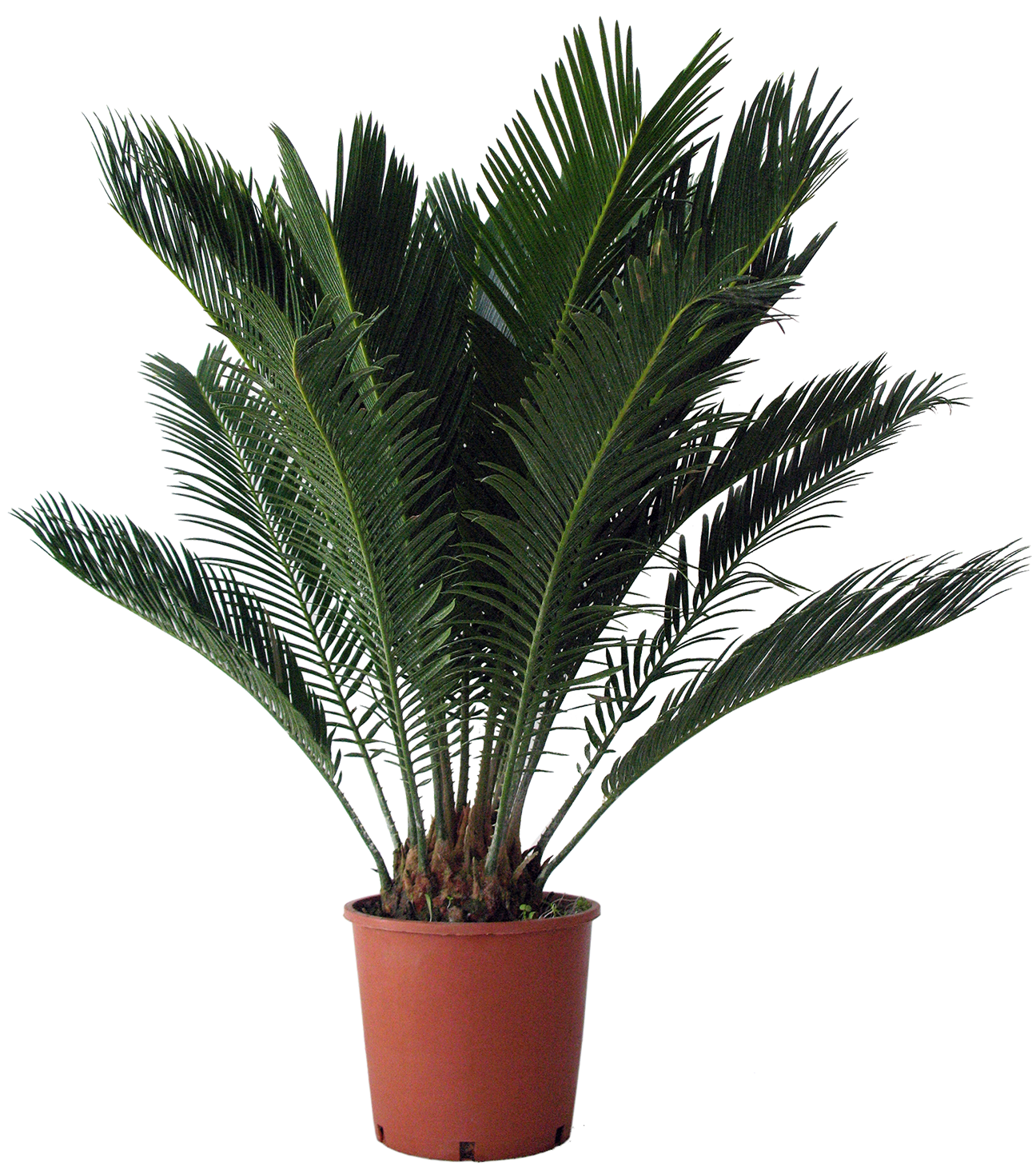 CYCAS REVOLUTA