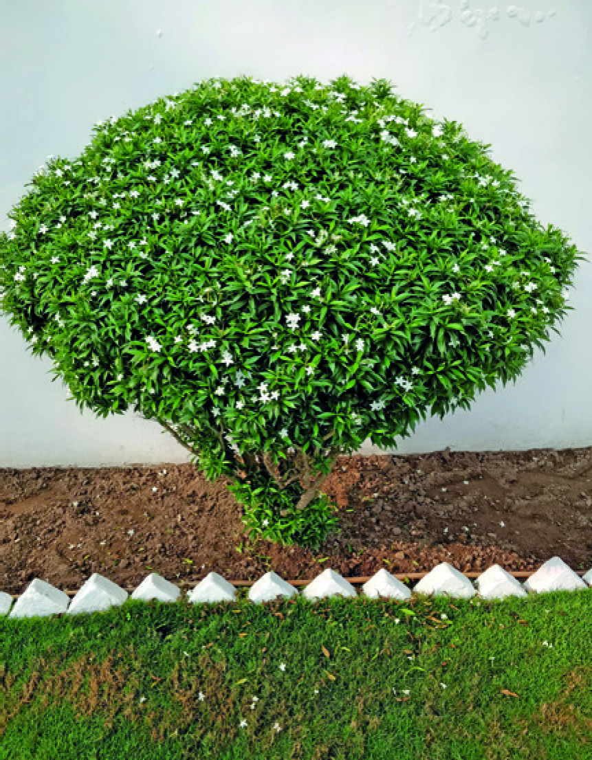 PLANTE GRIMPANTE