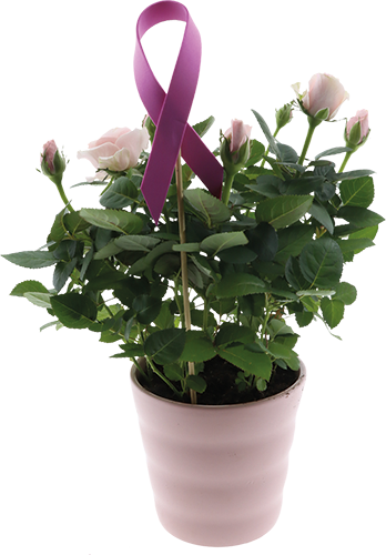 ROSIER AVEC CÉRAMIQUE