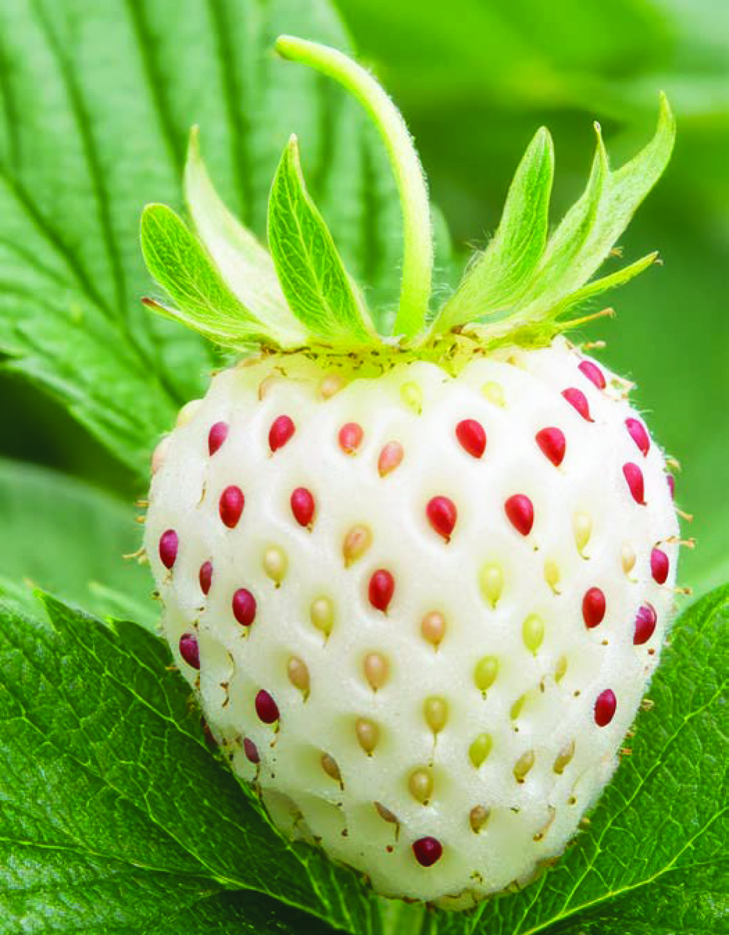 FRAISE BLANCHE