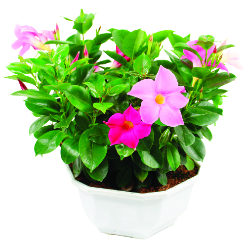 DIPLADENIA "RIO"