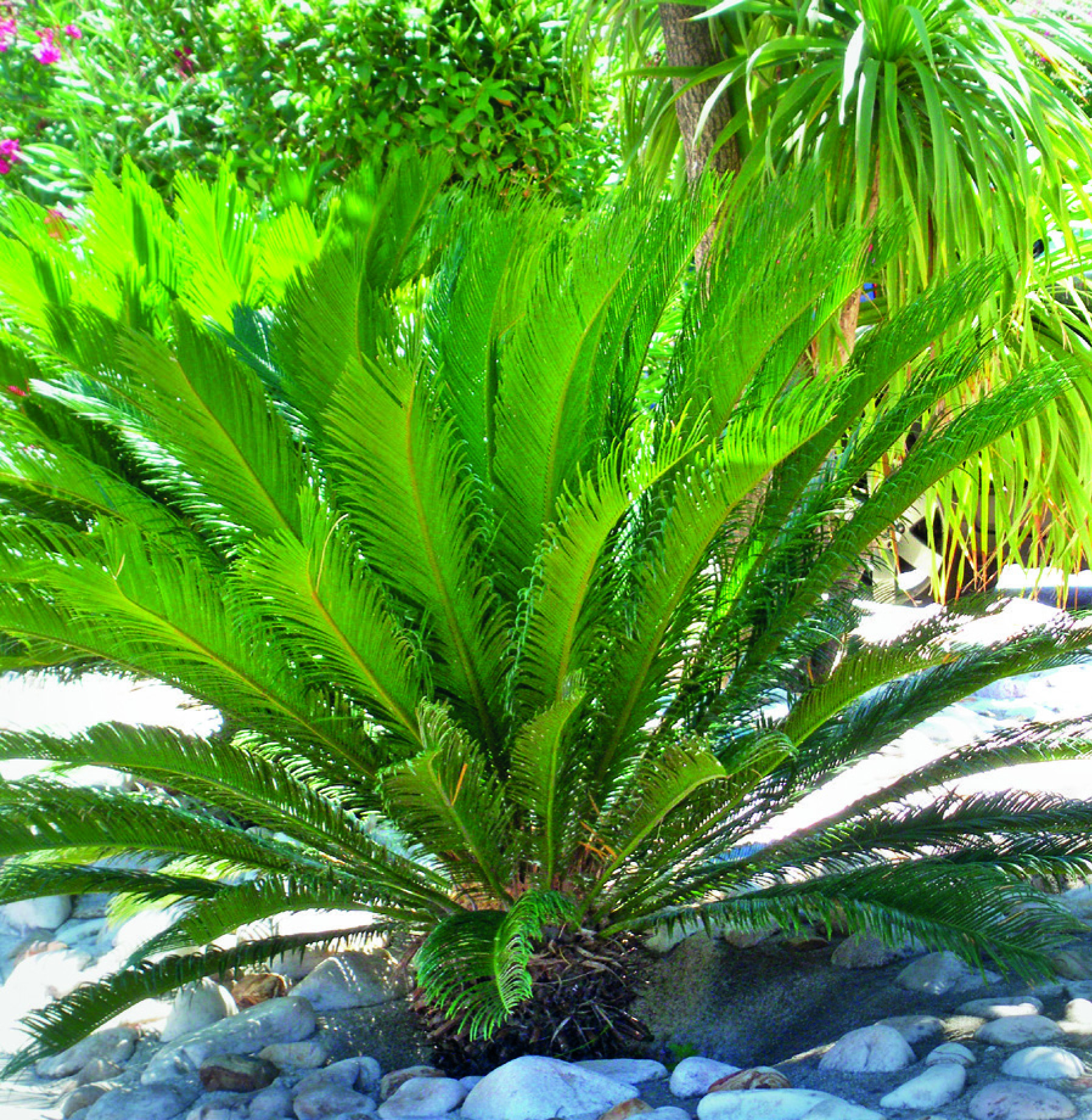 CYCAS REVOLUTA