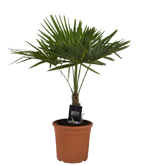 TRACHYCARPUS FORTUNEI