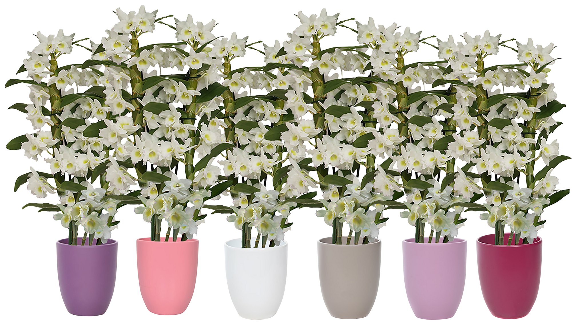 Dendrobium 2 branches avec céramique