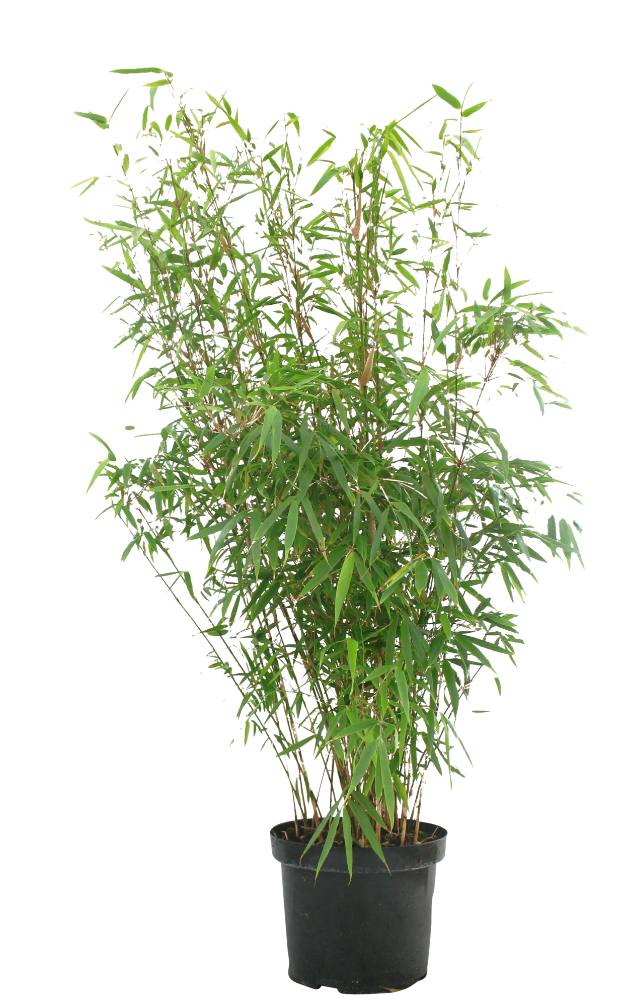 BAMBOU DORÉ "PHYLLOSTACHYS AUREA"